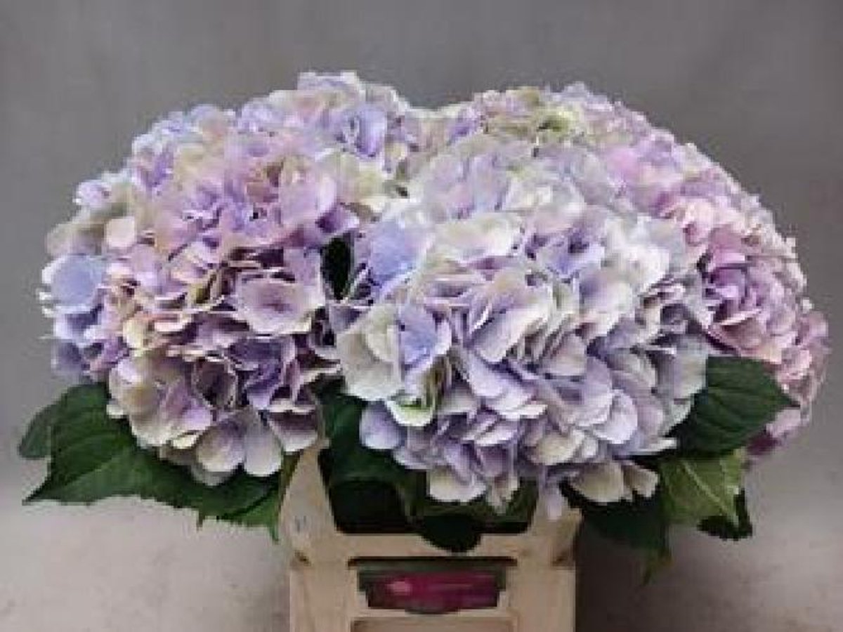 10x Hydr.marsepein classic 60cm