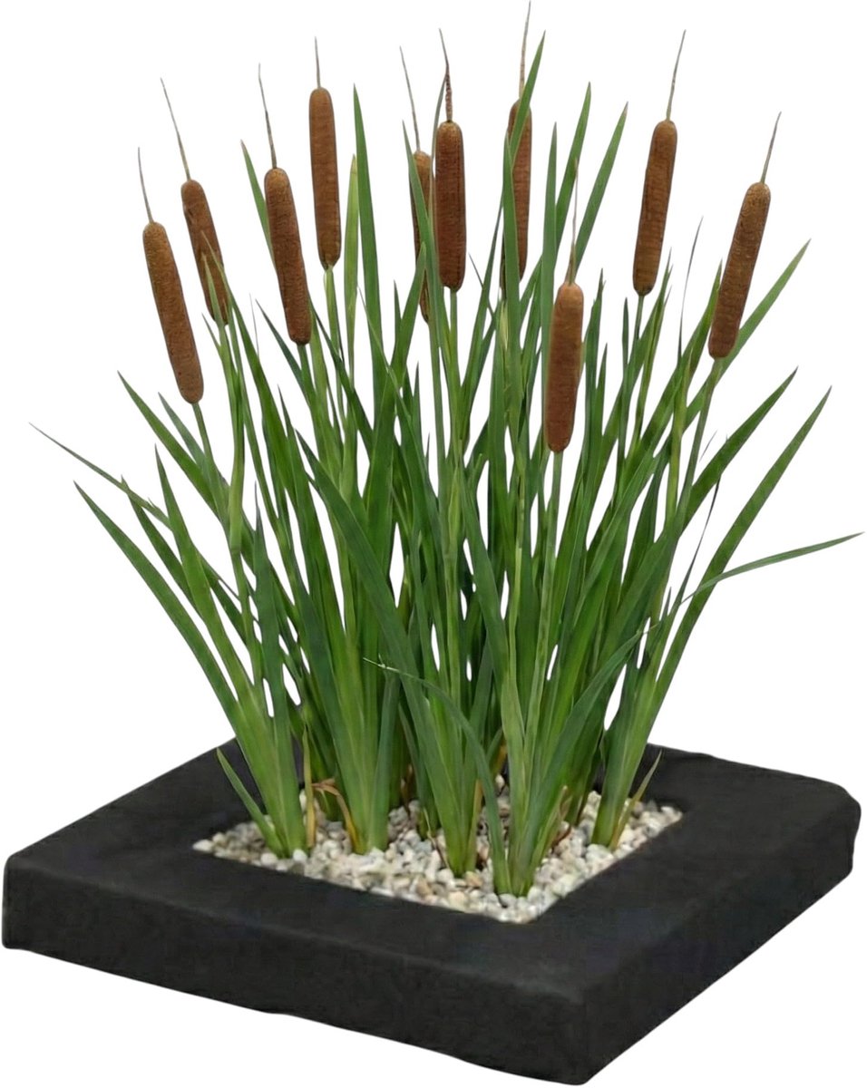Planteneiland voor vijver met lisdodde - Compleetset met 4 waterplanten (Typha latifolia) - Drijvende plantenfilter voor helder water - Winterhard en onderhoudsvriendelijk