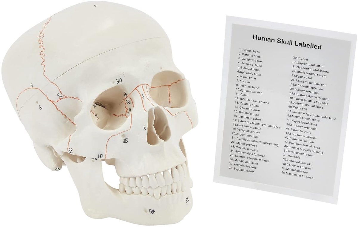 schedel | Anatomische 3-delige medische schedel | Levensgrote volwassen schedel | Genummerde schedel van 1-55 met Skull gids inbegrepen | Medisch onderwijs & educatief model | Perfecte medische studenten geschenken