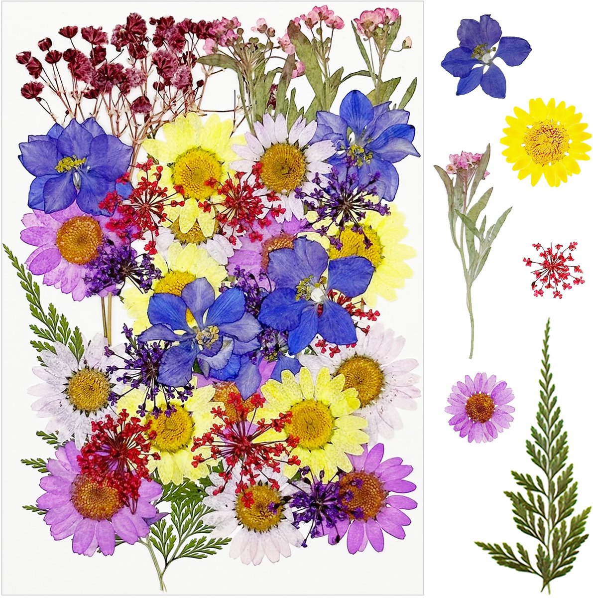 Dailygoods - 40 Stuks Natuurlijke Gedroogde Bloemen voor DIY en Decoratie