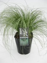 Carex comans 'Frosted Curls' in 5 Liter pot | Smalbladige Zegge - Siergras