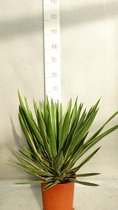 Yucca gloriosa Variegata; Totale hoogte 60+ cm incl. Ø 26cm pot | Palmlelie