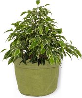 Kamerplant Ficus Kinky - ± 25cm hoog – 12 cm diameter - in groene sierzak