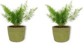 2x Kamerplant Asparagus Sprengeri - Sierasperge - ± 25cm hoog - ⌀  12cm - in groene sierzak