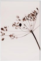 JUNIQE - Poster met kunststof lijst Dried Flowers Anetum 1 -13x18