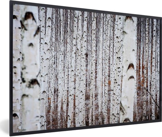 Fotolijst incl. Poster - Meerdere zwart met witte boomstammen in een bos - 60x40 cm