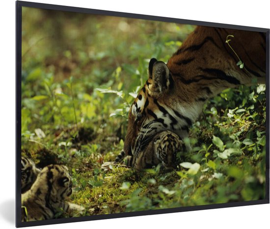 Photo encadrée - Tigresse avec petit dans le cadre photo forêt noir sans passe partout 120x80 cm - Affiche encadrée (Décoration murale salon / chambre)