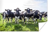 Kudde koeien kijken recht de camera in 180x120 cm XXL / Groot formaat! - Foto print op Poster (wanddecoratie woonkamer / slaapkamer)