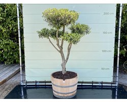 Olijfboom Pon Pon - Olea Europea - In wijnvat - Stamomvang ⌀ 20-25 cm - Hoogte  180-200cm