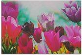 Schilderij Vintage tulpen, 4 maten, multi-gekleurd, Premium print