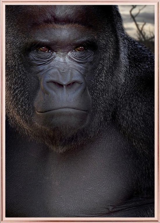 Poster Met Metaal Rose Lijst - Zilverrug Gorilla Poster