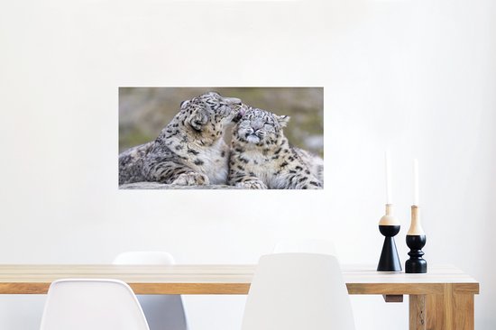Snow leopard lécher son enfant poster papier 60x40 cm - Tirage photo sur Poster (décoration murale salon / chambre) / Poster Animaux sauvages