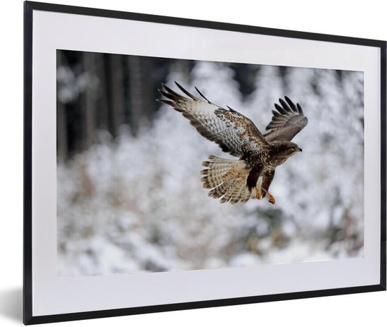 Fotolijst incl. Poster - Steppe buizerd vliegt in de winter in een besneeuwd landschap - 60x40 cm - Posterlijst
