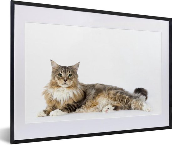 Fotolijst incl. Poster - Studio shot van een kleurrijke Maine Coon kat - 60x40 cm - Posterlijst