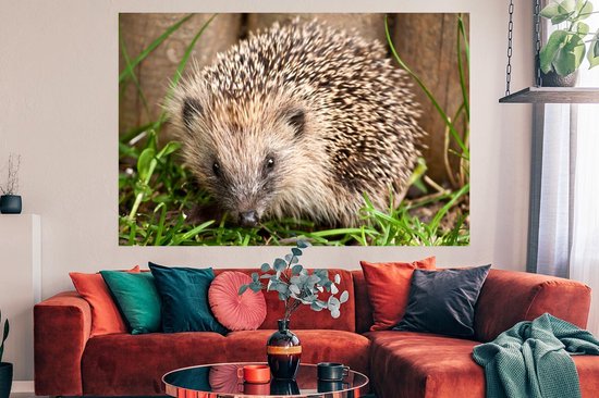 Poster Hérisson devant fond bois papier 180x120 cm - Tirage photo sur Poster (décoration murale salon / chambre) / Poster Animaux sauvages XXL / Groot format!