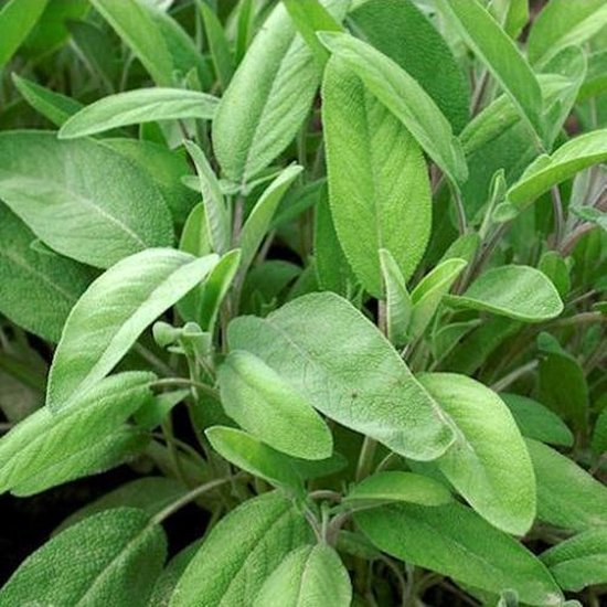 Kruiden zaden - Salie