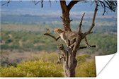 Jachtluipaard in een boom op zoek naar prooi poster papier 60x40 cm - Foto print op Poster (wanddecoratie woonkamer / slaapkamer) / Wilde dieren Poster