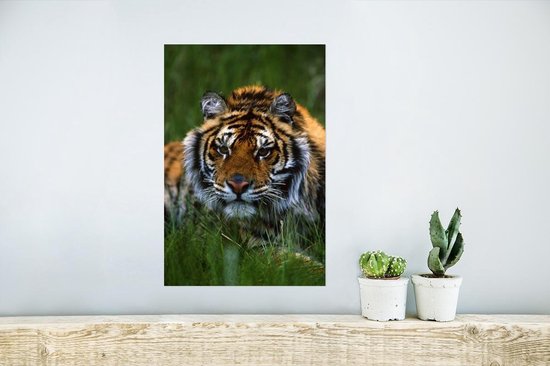 Poster Verstopte Siberische tijger in het gras - 20x30 cm