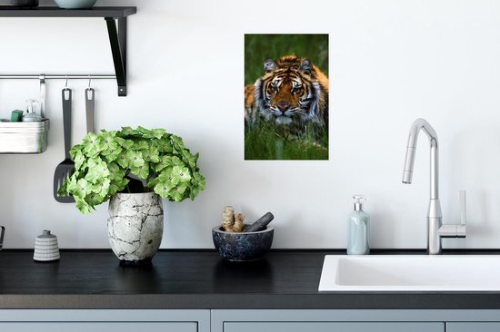 Poster Verstopte Siberische tijger in het gras - 20x30 cm
