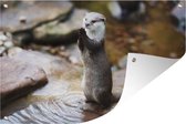 Tuinposter - Tuindoek - Tuinposters buiten - Otter staat rechtop - 120x80 cm - Tuin