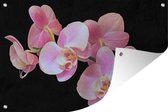 Muurdecoratie Een close up van roze orchideeën op een zwarte achtergrond - 180x120 cm - Tuinposter - Tuindoek - Buitenposter