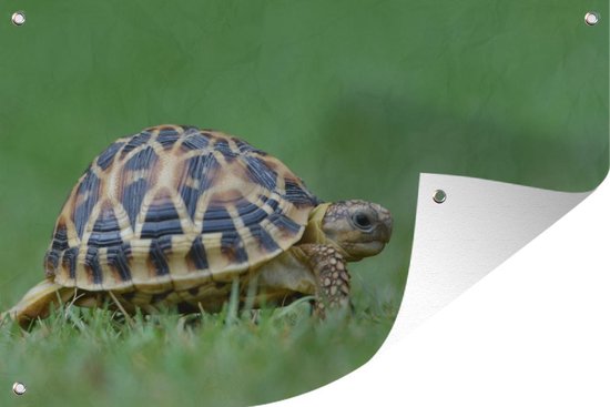 Tuindecoratie Schildpad op gras - 60x40 cm - Tuinposter - Tuindoek - Buitenposter