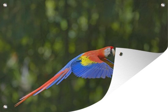 Tuindecoratie Vliegende ara fotoprint - 60x40 cm - Tuinposter - Tuindoek - Buitenposter