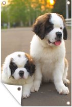 Affiche de jardin Witte Saint Bernard chiots dans la rue en vrac 120x180 cm - Toile de jardin / Toile d'extérieur / Peintures d'extérieur (décoration de jardin) XXL / Groot format!