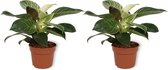 WL Plants - 2x Philodendron White Wave - Philodendron - Kamerplanten - Luchtzuiverend - ± 15cm hoog - 12cm diameter - in Kweekpot