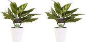 FloriaFor - Duo 2 X Aglaonema Maria Met Anna White - - ↨ 25cm - ⌀ 12cm