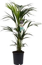 FloriaFor - Kentia Palm - - ↨ 100cm - ⌀ 21cm