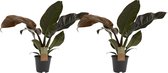 FloriaFor - Duo Philodendron Imperial Red Feel Green - - ↨ 45cm - ⌀ 14cm