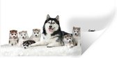 Sticker Muursticker Chiot Husky - Mère avec chiots - 160x80 cm - Film adhésif autocollant - Sticker mural repositionnable