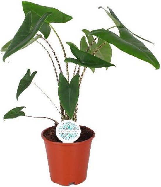 Set van 2 Kamerplanten - Alocasia Polly & Aloë Vera - ± 30cm hoog Set van 2 Kamerplanten - Alocasia Polly & Aloë Vera - ± 30cm hoog