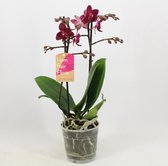 Orchidee van Botanicly – Vlinder orchidee – Hoogte: 40 cm, 1 tak – Phalaenopsis multiflora Red Lion