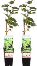 Fruitgewassen van Botanicly – 2 × Wijnstok – Hoogte: 55 cm – Vitis vinifera Bianca
