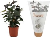 Kamerplant van Botanicly – Flamingoplant – Hoogte: 40 cm – Anthurium Black love