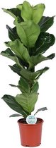 Kamerplant van Botanicly – Vioolplant – Hoogte: 115 cm – Ficus Lyrata