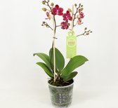 Orchidee van Botanicly – Vlinder orchidee – Hoogte: 40 cm, 1 tak – Phalaenopsis multiflora Catherina