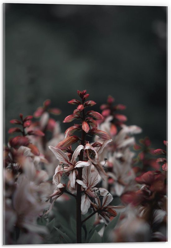 Acrylglas - Rood-Witte Bloemen - 40x60cm Foto op Acrylglas (Met Ophangsysteem)