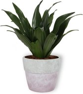 Kamerplant Dracaena Compacta - ± 20cm hoog – 12cm diameter - in lila betonnen pot