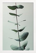 JUNIQE - Poster in houten lijst Eucalyptus Green -30x45 /Groen & Wit