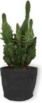 Cactus Opuntia Monacantha - Schijfcactus - ±25 cm hoog – 12cm diameter - in zwarte sierzak