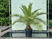 Palmboom - Phoenix Canariensis -  stamhoogte 20-30 cm