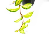 Hoya Carnosa Tricolor  Gewortelde stek  Wasplant
