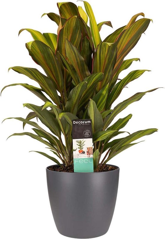 FloraExpert - Cordyline - 60 Cm - Ø 19