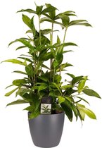 FloraExpert - Dracaena - 55 Cm - Ø 17