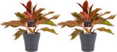 Decorum Duo 2 x Aglaonema Crete met Anna grey – ↨ 25cm – ⌀ 12cm