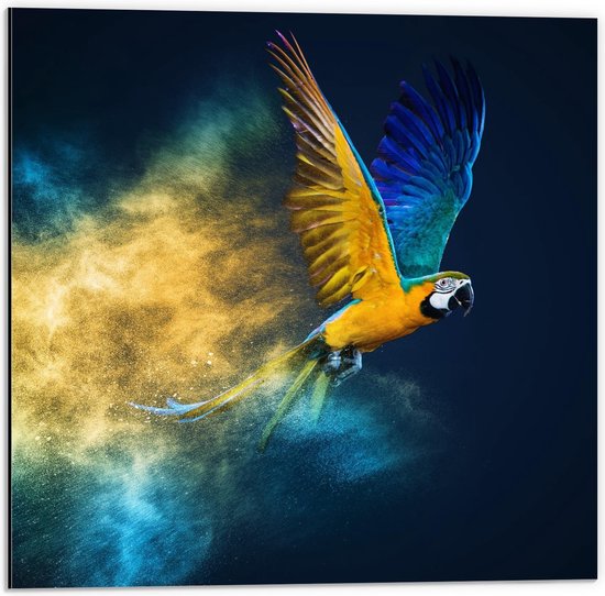 Dibond - Vliegende Papagaai met Kleurpoeder - 50x50cm Foto op Aluminium (Wanddecoratie van metaal)