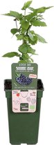 Fruitgewas van Botanicly – Rubus Navaho Bigandearly – Hoogte: 55 cm
